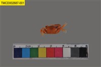 藏品(北方丑招潮蟹)的圖片